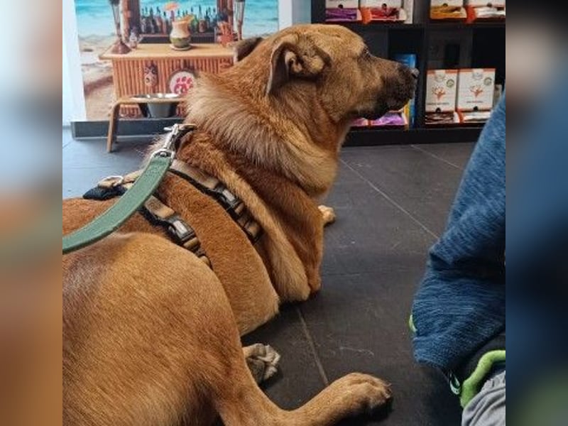 CHARLY - tapfer & voller Lebensfreude sucht seine Herzensmenschen