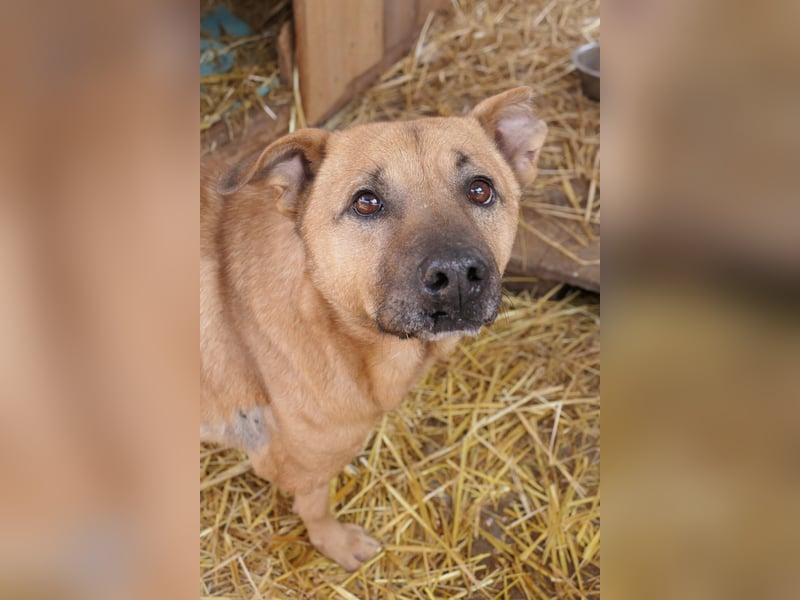 CHARLY - tapfer & voller Lebensfreude sucht seine Herzensmenschen