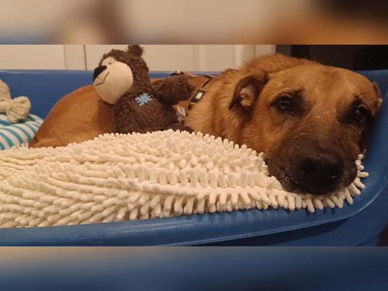 CHARLY - tapfer & voller Lebensfreude sucht seine Herzensmenschen