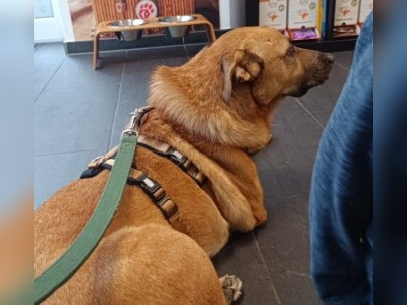 CHARLY - tapfer & voller Lebensfreude sucht seine Herzensmenschen