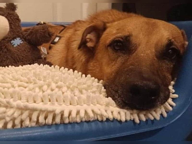 CHARLY - tapfer & voller Lebensfreude sucht seine Herzensmenschen