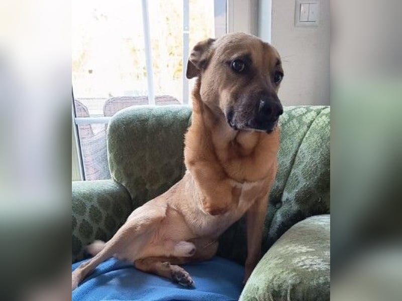 CHARLY - tapfer & voller Lebensfreude sucht seine Herzensmenschen