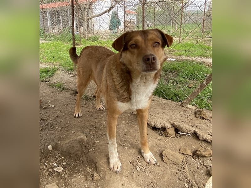 Schnuffel, geb. ca. 04/2020, lebt in GRIECHENLAND, auf einer privaten Pflegestelle