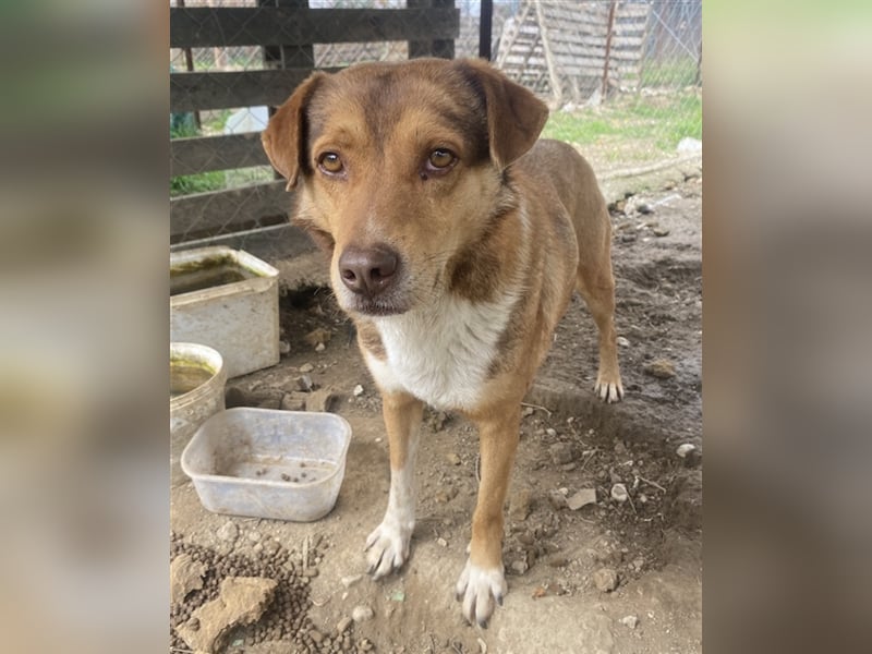 Schnuffel, geb. ca. 04/2020, lebt in GRIECHENLAND, auf einer privaten Pflegestelle