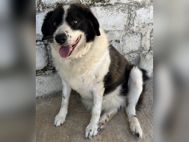 Linda, geb. ca. 09/2015, lebt in GRIECHENLAND, auf einer privaten Pflegestelle