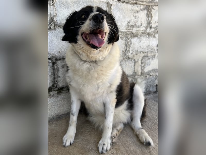 Linda, geb. ca. 09/2015, lebt in GRIECHENLAND, auf einer privaten Pflegestelle