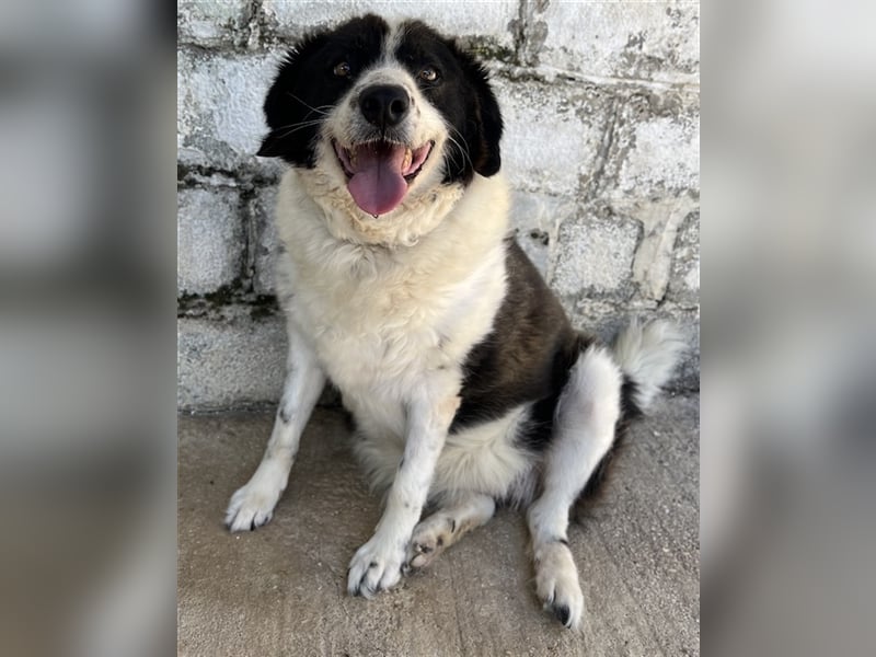 Linda, geb. ca. 09/2015, lebt in GRIECHENLAND, auf einer privaten Pflegestelle