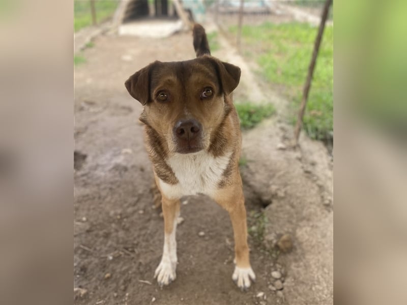 Schnuffel, geb. ca. 04/2020, lebt in GRIECHENLAND, auf einer privaten Pflegestelle