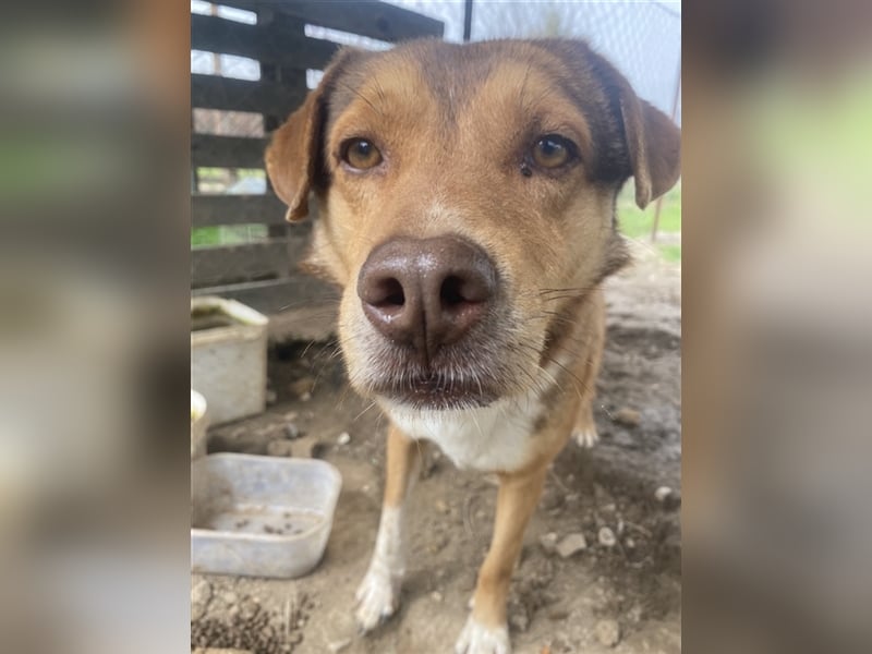 Schnuffel, geb. ca. 04/2020, lebt in GRIECHENLAND, auf einer privaten Pflegestelle