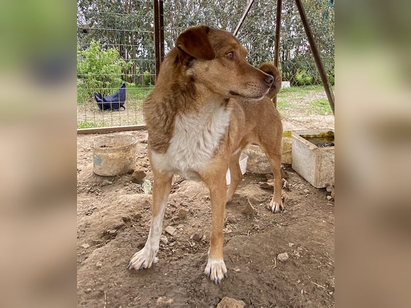 Schnuffel, geb. ca. 04/2020, lebt in GRIECHENLAND, auf einer privaten Pflegestelle
