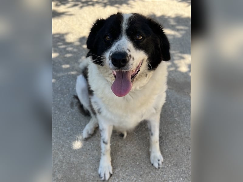 Linda, geb. ca. 09/2015, lebt in GRIECHENLAND, auf einer privaten Pflegestelle