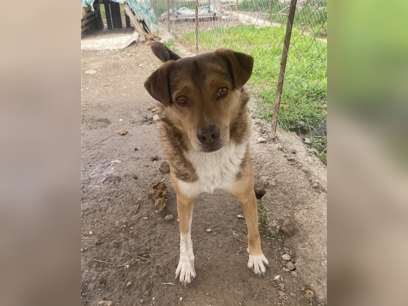 Schnuffel, geb. ca. 04/2020, lebt in GRIECHENLAND, auf einer privaten Pflegestelle