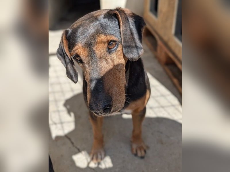 Carl, geb. ca. 05/2021, lebt in GRIECHENLAND, im städt. Tierheim Serres