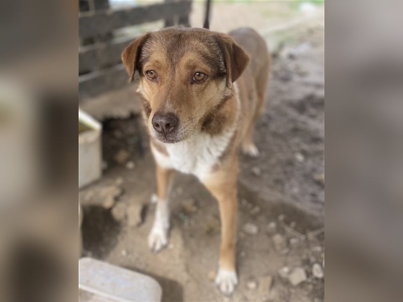 Schnuffel, geb. ca. 04/2020, lebt in GRIECHENLAND, auf einer privaten Pflegestelle