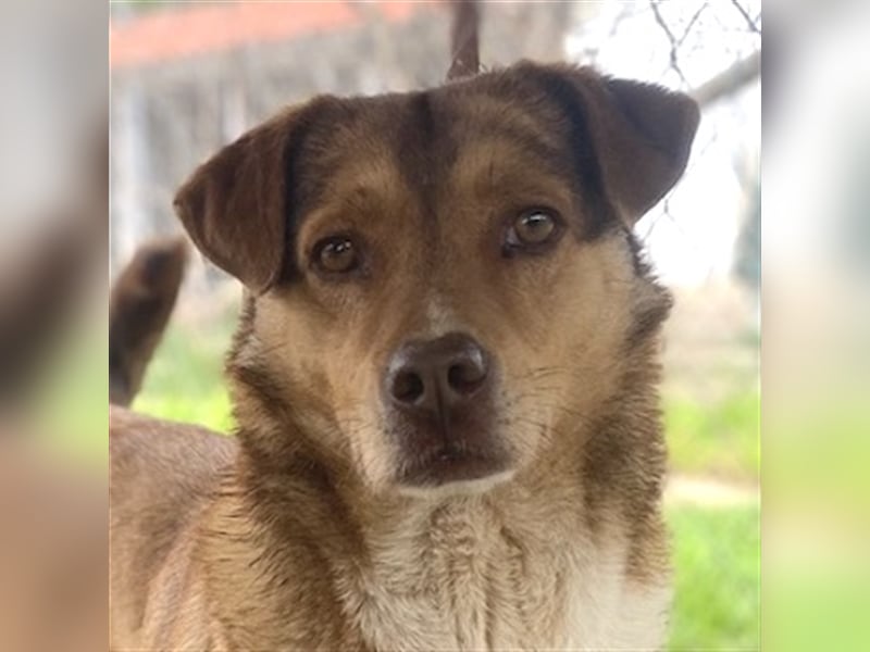 Schnuffel, geb. ca. 04/2020, lebt in GRIECHENLAND, auf einer privaten Pflegestelle