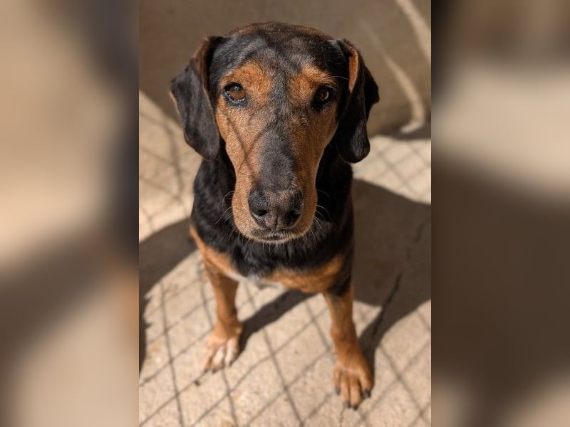 Carl, geb. ca. 05/2021, lebt in GRIECHENLAND, im städt. Tierheim Serres