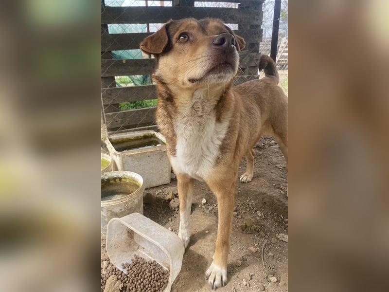 Schnuffel, geb. ca. 04/2020, lebt in GRIECHENLAND, auf einer privaten Pflegestelle