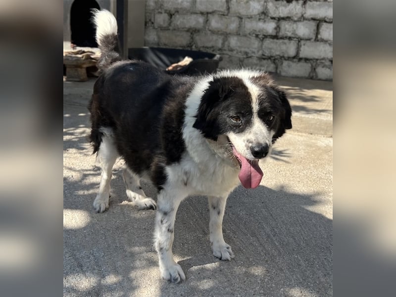 Linda, geb. ca. 09/2015, lebt in GRIECHENLAND, auf einer privaten Pflegestelle