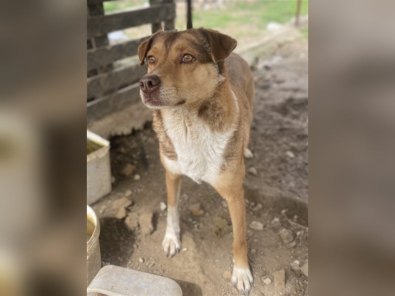 Schnuffel, geb. ca. 04/2020, lebt in GRIECHENLAND, auf einer privaten Pflegestelle