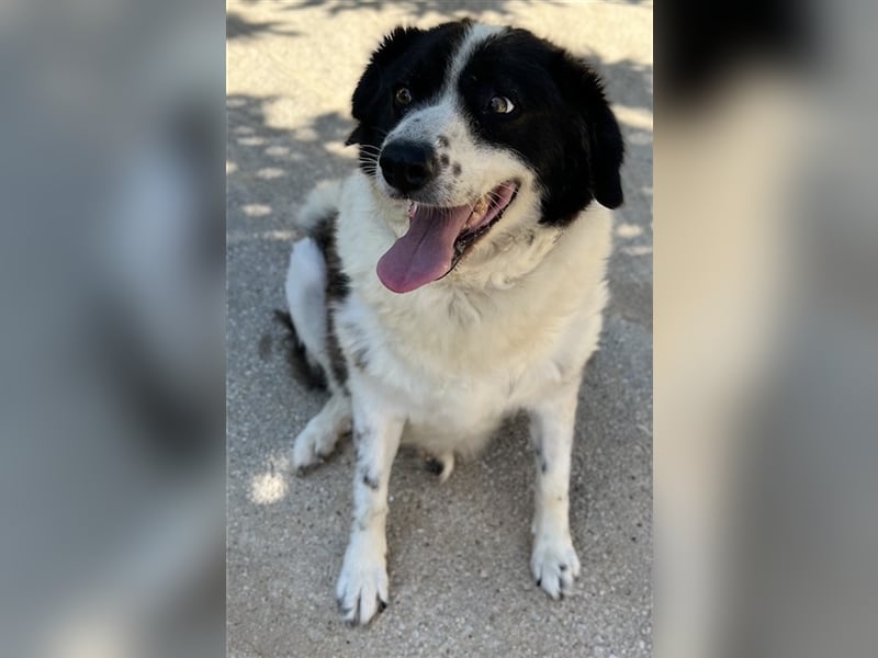 Linda, geb. ca. 09/2015, lebt in GRIECHENLAND, auf einer privaten Pflegestelle