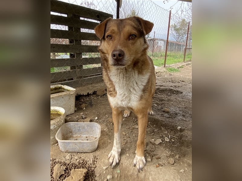 Schnuffel, geb. ca. 04/2020, lebt in GRIECHENLAND, auf einer privaten Pflegestelle