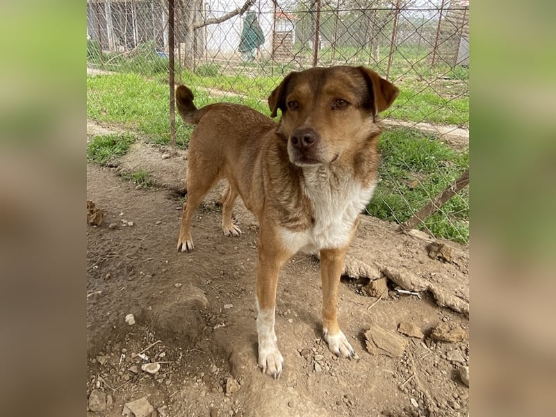 Schnuffel, geb. ca. 04/2020, lebt in GRIECHENLAND, auf einer privaten Pflegestelle