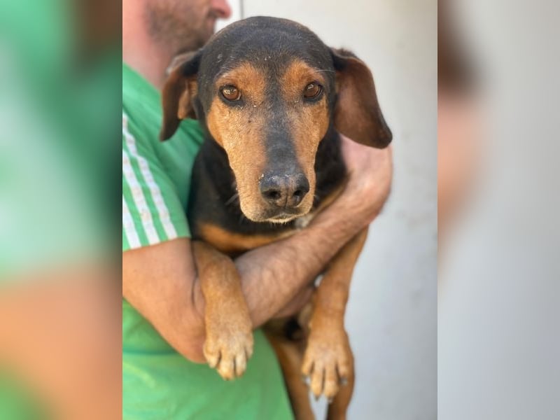 Carl, geb. ca. 05/2021, lebt in GRIECHENLAND, im städt. Tierheim Serres