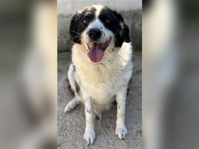 Linda, geb. ca. 09/2015, lebt in GRIECHENLAND, auf einer privaten Pflegestelle