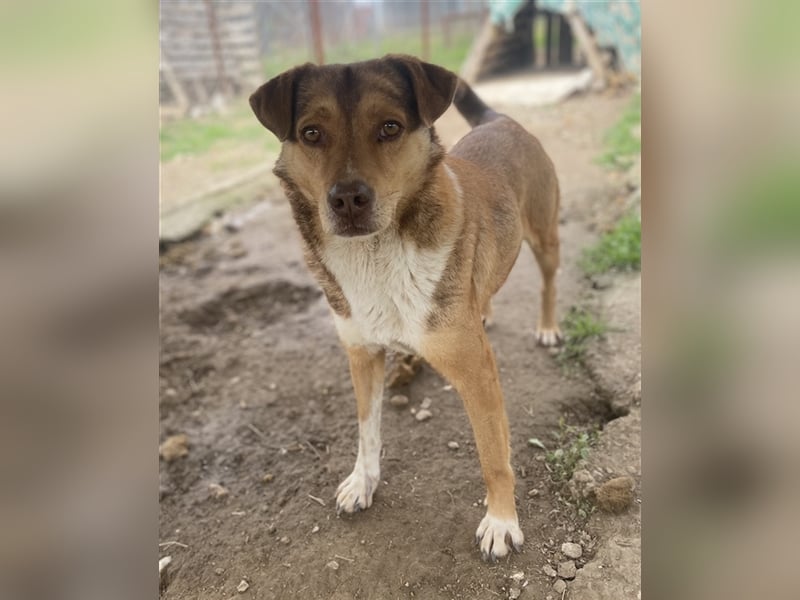 Schnuffel, geb. ca. 04/2020, lebt in GRIECHENLAND, auf einer privaten Pflegestelle