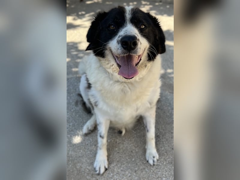 Linda, geb. ca. 09/2015, lebt in GRIECHENLAND, auf einer privaten Pflegestelle