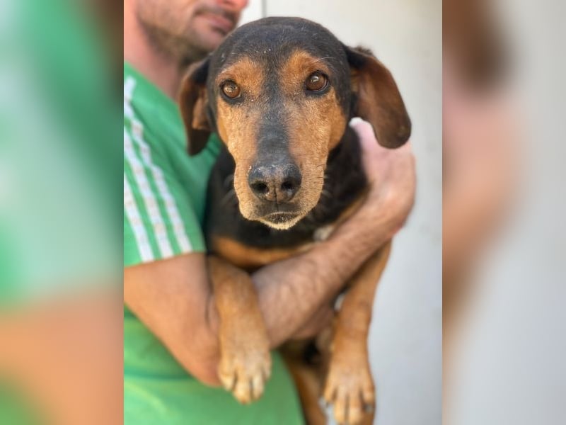 Carl, geb. ca. 05/2021, lebt in GRIECHENLAND, im städt. Tierheim Serres