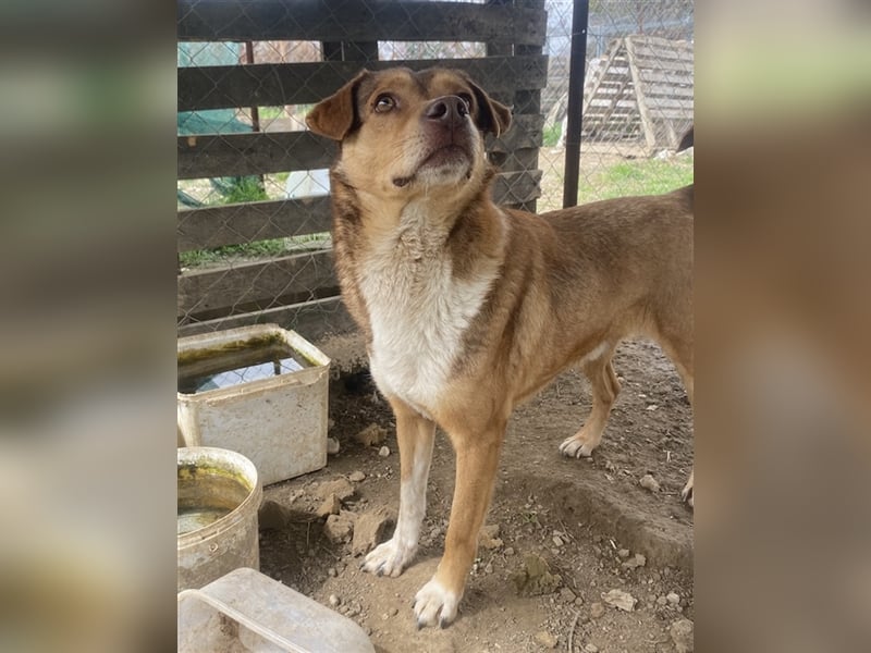 Schnuffel, geb. ca. 04/2020, lebt in GRIECHENLAND, auf einer privaten Pflegestelle