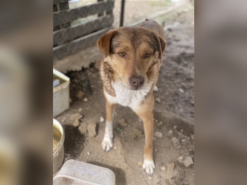 Schnuffel, geb. ca. 04/2020, lebt in GRIECHENLAND, auf einer privaten Pflegestelle