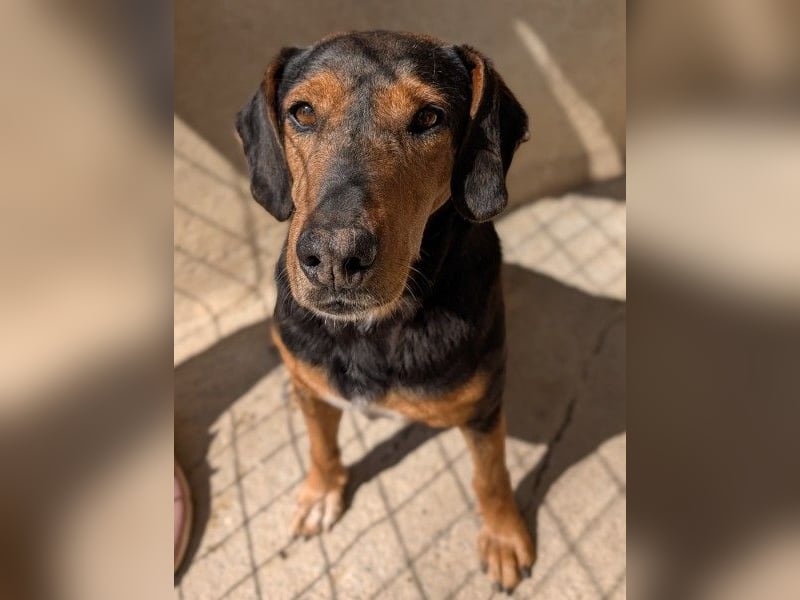 Carl, geb. ca. 05/2021, lebt in GRIECHENLAND, im städt. Tierheim Serres