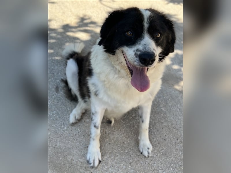 Linda, geb. ca. 09/2015, lebt in GRIECHENLAND, auf einer privaten Pflegestelle