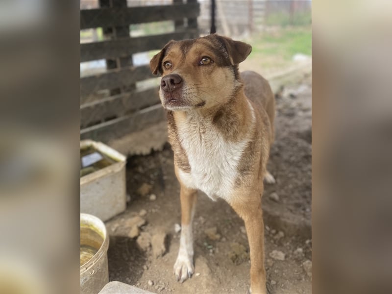 Schnuffel, geb. ca. 04/2020, lebt in GRIECHENLAND, auf einer privaten Pflegestelle
