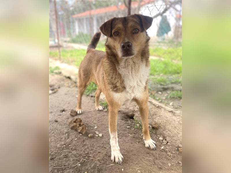 Schnuffel, geb. ca. 04/2020, lebt in GRIECHENLAND, auf einer privaten Pflegestelle