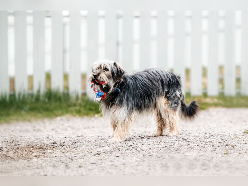 Sensibler Pluto sucht sein Zuhause