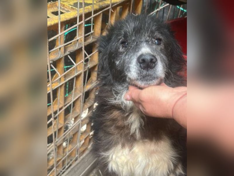 Vincent - nur Liebe und gutes Futter gewünscht