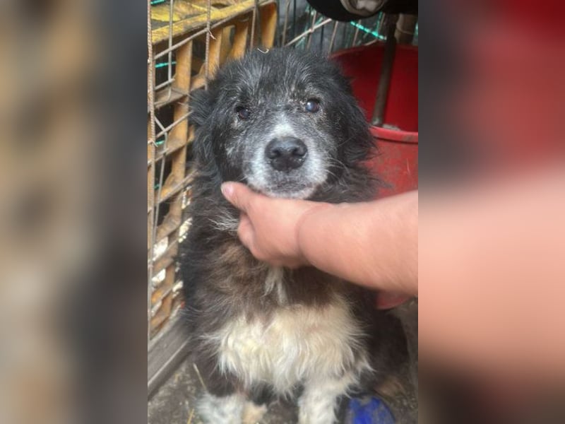 Vincent - nur Liebe und gutes Futter gewünscht