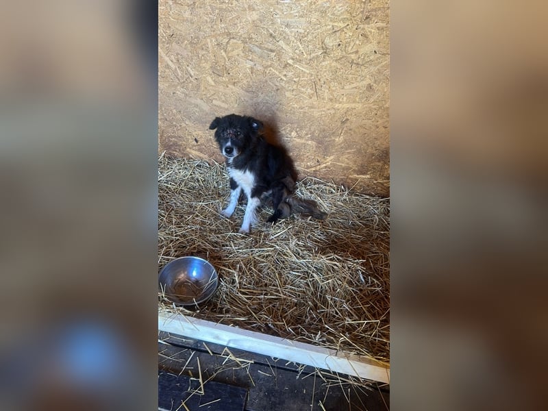 Vincent - nur Liebe und gutes Futter gewünscht