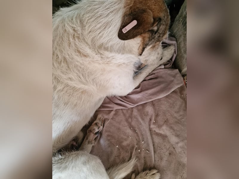 Milo, ehemaliger Streuner sucht nun warmes Körbchen