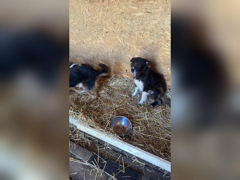 Vincent - nur Liebe und gutes Futter gewünscht