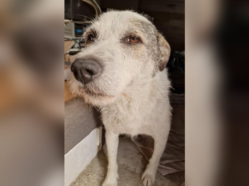 Milo, ehemaliger Streuner sucht nun warmes Körbchen