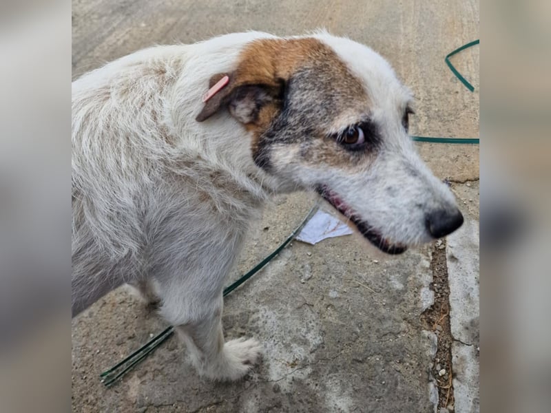 Milo, ehemaliger Streuner sucht nun warmes Körbchen