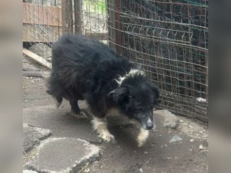 Vincent - nur Liebe und gutes Futter gewünscht