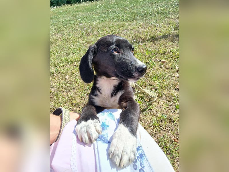 der kleine Joey sucht sein Zuhause