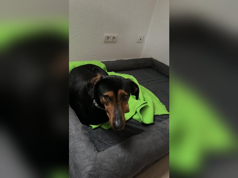 Diona - Jagdhund-Mix