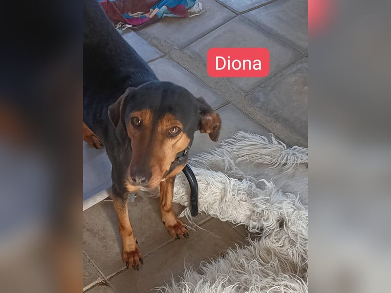Diona - Jagdhund-Mix