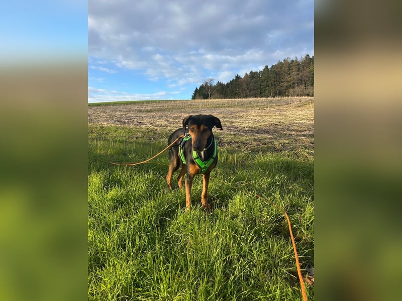 Diona - Jagdhund-Mix